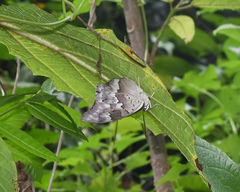 Archaeoprepona demophoon