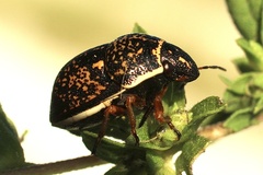 Orsilochides guttata