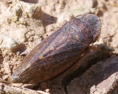 Aphrodes