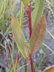 Oenothera