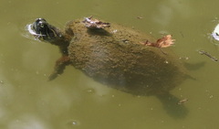 Pseudemys concinna concinna