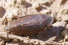 Aphrodes
