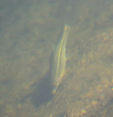 Actinopterygii