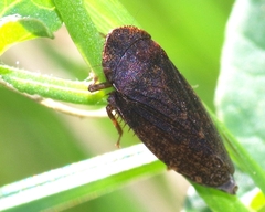 Aphrodes