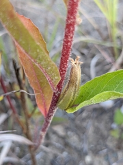 Oenothera