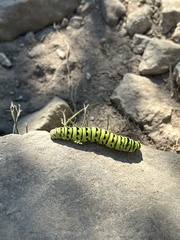 Papilioninae