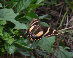 Heraclides machaonides