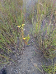 Oenothera
