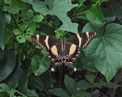 Heraclides machaonides