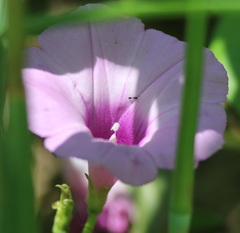 Ipomoea cordatotriloba