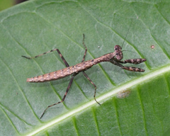 Callimantis antillarum