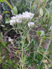 Eupatorium hyssopifolium