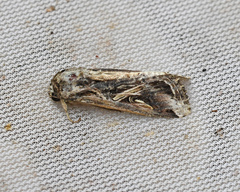 Erebidae