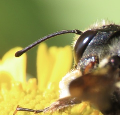 Megachile xylocopoides