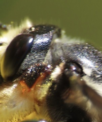 Megachile xylocopoides