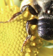 Megachile xylocopoides