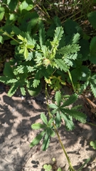 Potentilla simplex