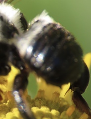 Megachile xylocopoides
