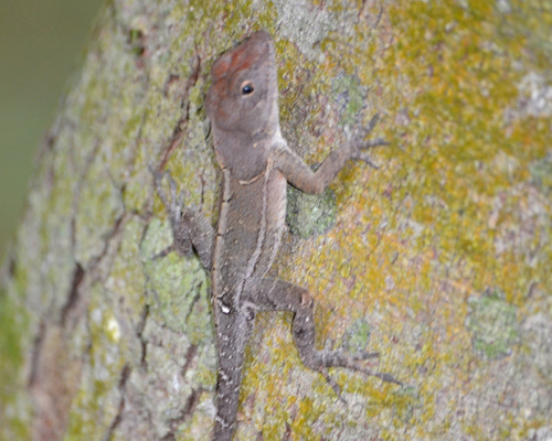 Desert Stout Anole, Anolis aridius
