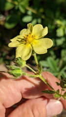 Potentilla simplex