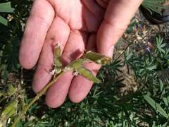 Lupinus hyacinthinus