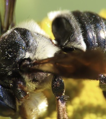Megachile xylocopoides