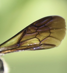 Megachile xylocopoides