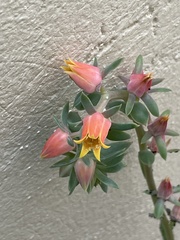 Echeveria