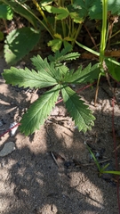 Potentilla simplex