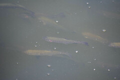Salmo trutta