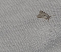 Acentria ephemerella