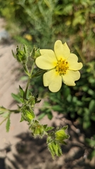 Potentilla simplex