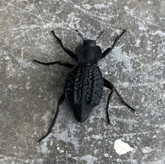 Philolithus aegrotus