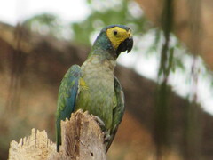 Orthopsittaca manilatus