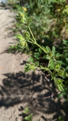 Potentilla simplex
