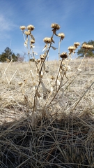 Grindelia squarrosa