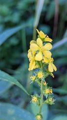 Agrimonia gryposepala