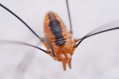 Sclerosomatidae