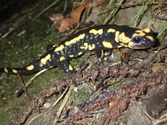 Salamandra salamandra