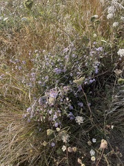 Limonium californicum