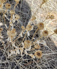 Grindelia squarrosa