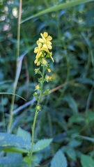 Agrimonia gryposepala