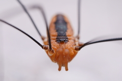 Sclerosomatidae