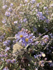 Limonium californicum