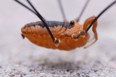 Sclerosomatidae