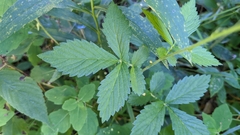 Agrimonia gryposepala