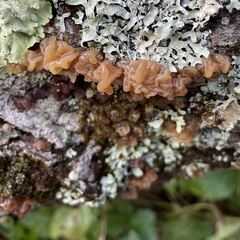 Phaeotremella foliacea