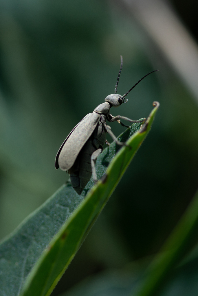 Epicauta alpina