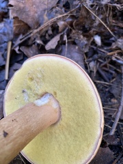 Boletus chippewaensis