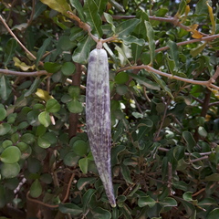Fockea edulis